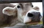 kuh-landwirtschaft-bauernhof