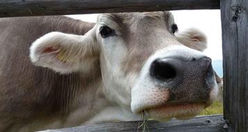 kuh-landwirtschaft-bauernhof