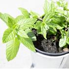 pflanzentopf-kraeuter-foto-pixabay-pexels