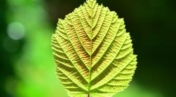 hand-pflanze-pixabay