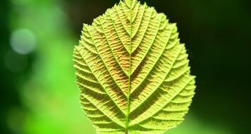 hand-pflanze-pixabay