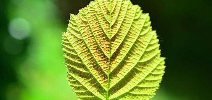 hand-pflanze-pixabay