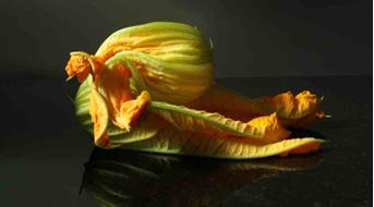 zucchinibluete-hanna-battisti