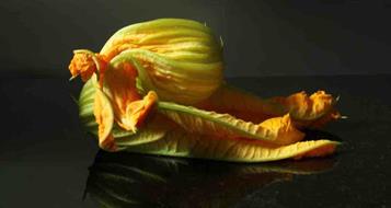 zucchinibluete-hanna-battisti