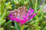 schmetterling-foto-elia-guariento