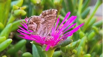 schmetterling-foto-elia-guariento