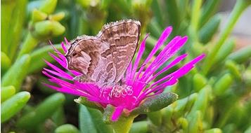 schmetterling-foto-elia-guariento