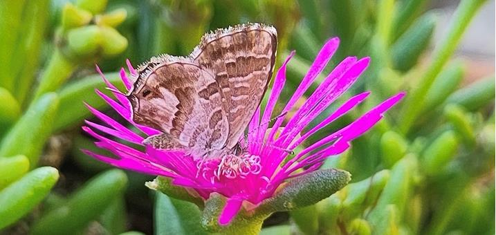schmetterling-foto-elia-guariento
