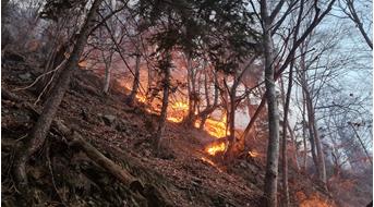 waldbrand-fotolandesforstdienst[2]