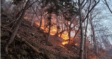 waldbrand-fotolandesforstdienst[2]