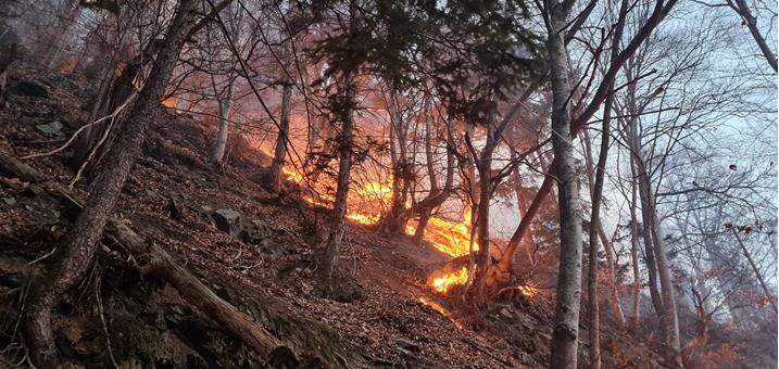 waldbrand-fotolandesforstdienst[2]