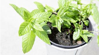 pflanzentopf-kraeuter-foto-pixabay-pexels