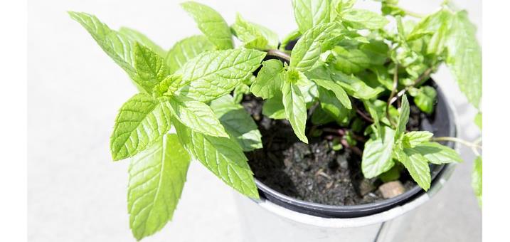 pflanzentopf-kraeuter-foto-pixabay-pexels