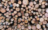 holz
