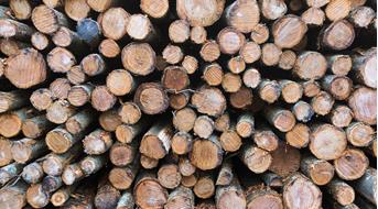 holz
