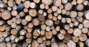 holz