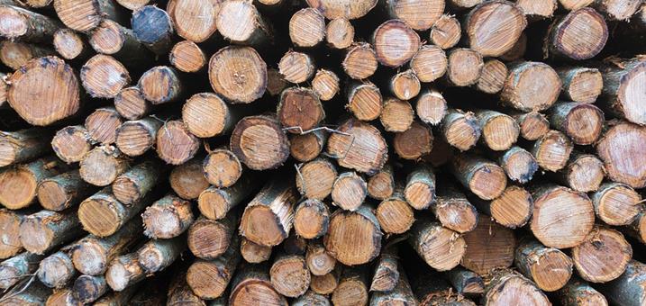 holz
