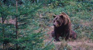 braunbaer