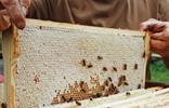 bienenwabe
