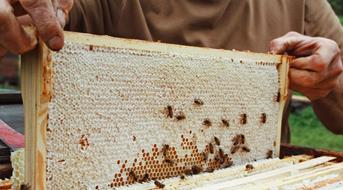 bienenwabe