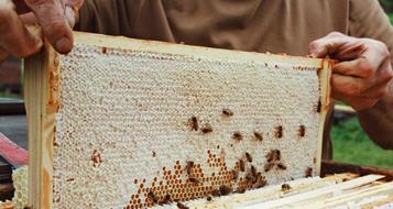 bienenwabe