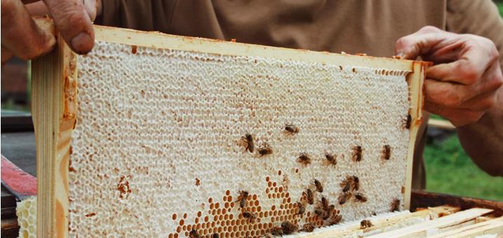 bienenwabe