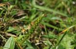 alpen-moosfarn-foto-eurac-research-andreas-hilpold