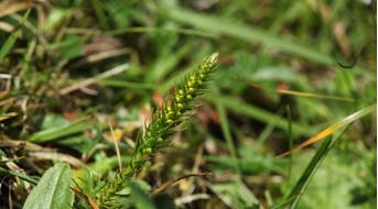 alpen-moosfarn-foto-eurac-research-andreas-hilpold