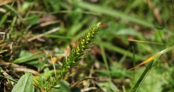 alpen-moosfarn-foto-eurac-research-andreas-hilpold