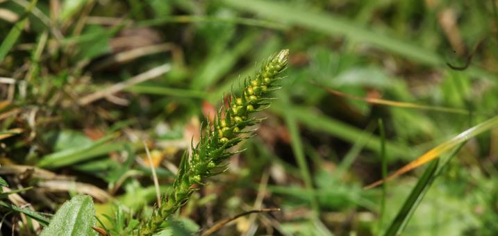 alpen-moosfarn-foto-eurac-research-andreas-hilpold
