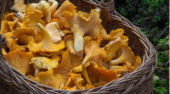 pilze-ausstellung-pixabay