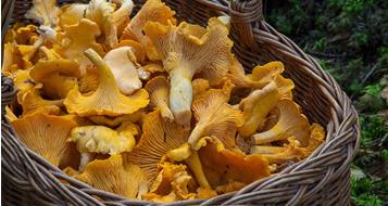 pilze-ausstellung-pixabay