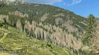 eurac-klimawandel-wald