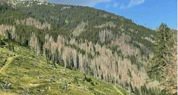 eurac-klimawandel-wald