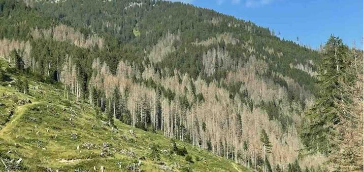 eurac-klimawandel-wald