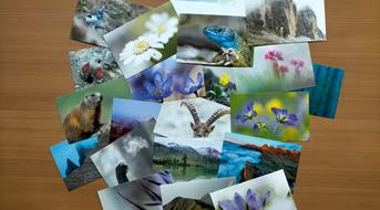 die-neue-postakartenserie-als-info-fu-r-die-naturparkha-user-des-landes-su-dtirol-amt-fu-r-natur-simon-perathoner