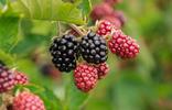 brombeere-pixabay
