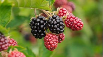 brombeere-pixabay