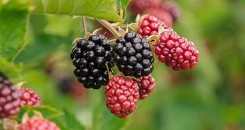 brombeere-pixabay