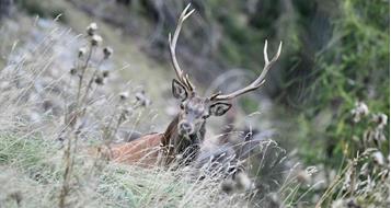 rothirsch-2-frei-hans-georg