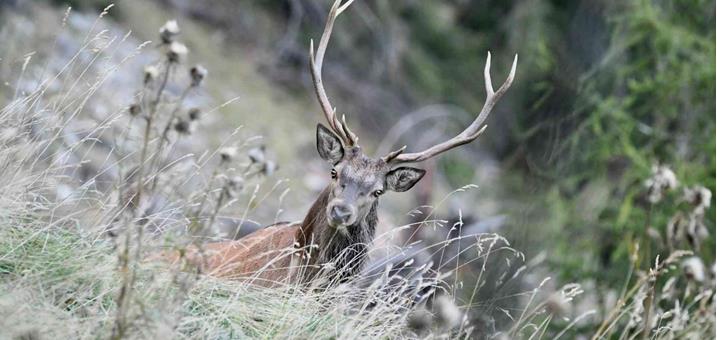 rothirsch-2-frei-hans-georg