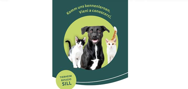 tierheim-kampagne