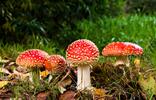 pilze-pixabay