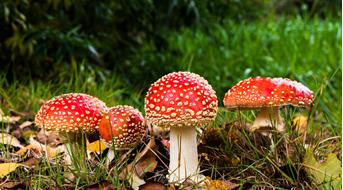 pilze-pixabay