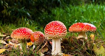 pilze-pixabay