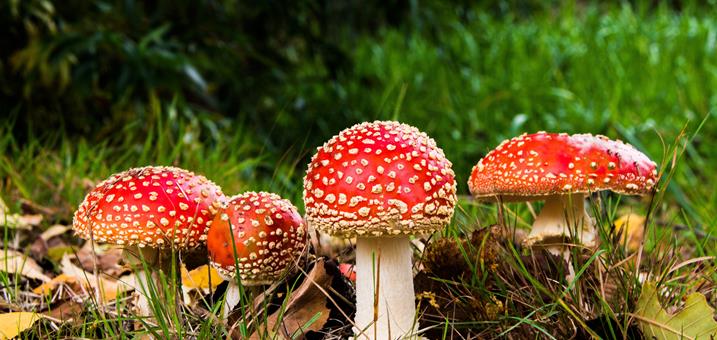pilze-pixabay