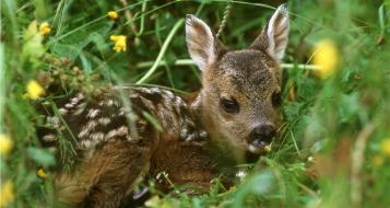 rehkitz-c-lpa-amt-fuer-jagd-und-fischerei
