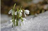 fruehling-schneegloeckchen-pixabay