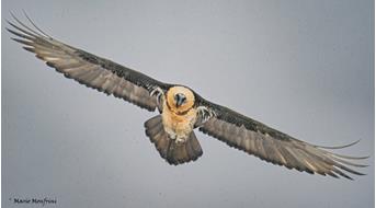 bartgeier-mario-monfrini-martelltal-tilli-vogelschutz-vogel-tiere