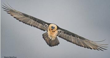 bartgeier-mario-monfrini-martelltal-tilli-vogelschutz-vogel-tiere